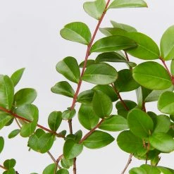 Shrubs Lagerstroemia Indica Infinitini Magenta