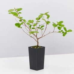 Shrubs Lagerstroemia Indica Infinitini Magenta