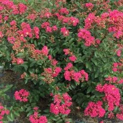 Shrubs Lagerstroemia Indica Infinitini Magenta