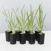 Shrubs Lomandra Longifolia Mat Rush