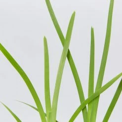 Shrubs Lomandra Longifolia Mat Rush