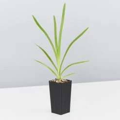 Shrubs Lomandra Longifolia Mat Rush