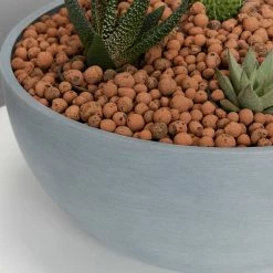 Plants In A Box Full Sun LECA + Large Cactus Bowl Kit