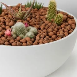 Plants In A Box Full Sun LECA + Large Cactus Bowl Kit