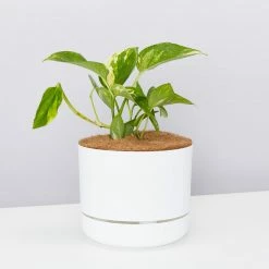 Pot + Plant Gift Box Devils Ivy 'Golden Pothos' - Pot + Plant + Soil