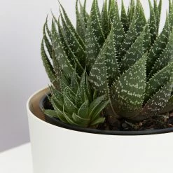 Succulents The Succulent Planter + LECA And Soil Bag