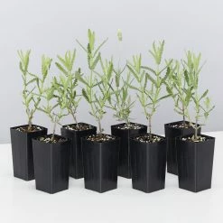 Shrubs Lavender Frenchette “Lavandula Dentata” Border Plants