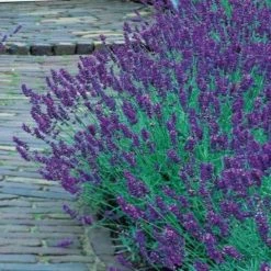 Shrubs Border Plants Lavender Munstead Dwarf