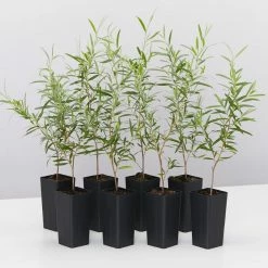 Shrubs Leptospermum Brachyandrum Silver