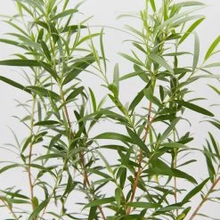 Shrubs Leptospermum Brachyandrum Silver