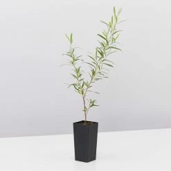 Shrubs Leptospermum Brachyandrum Silver