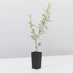 Shrubs A Full Sun - Totally Minimal Effort Garden Pack