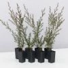 Shrubs Hedging Plants Leptospermum Scoparium Burgundy Queen