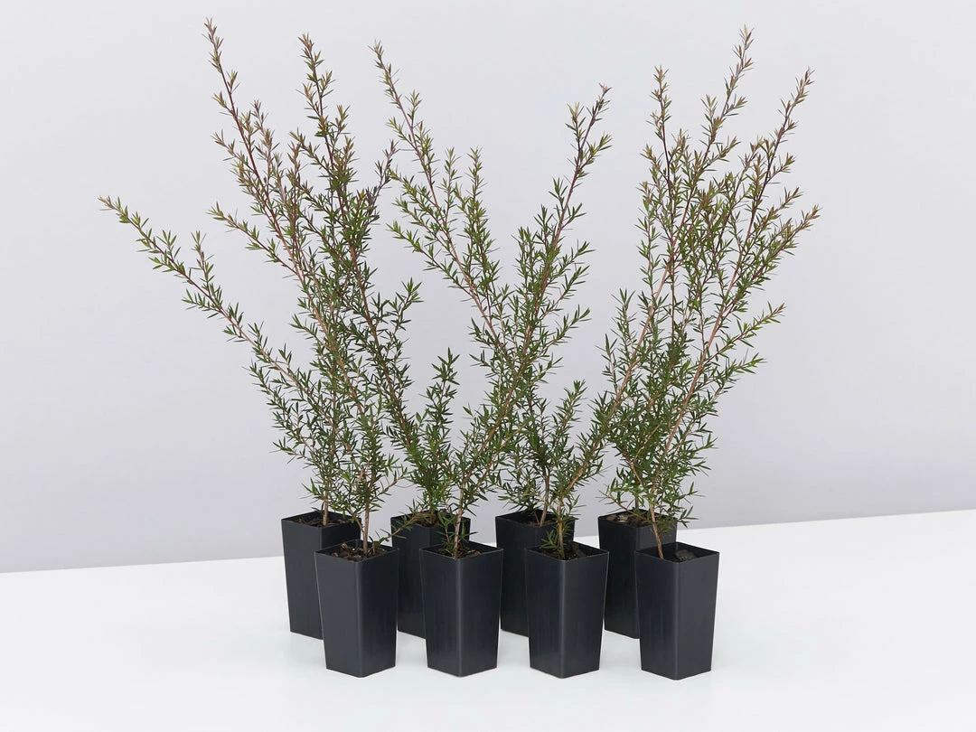 Shrubs Hedging Plants Leptospermum Scoparium Burgundy Queen 3 Shrubs Hedging Plants Leptospermum Scoparium Burgundy Queen