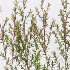 Shrubs Hedging Plants Leptospermum Scoparium Burgundy Queen 12 Shrubs Hedging Plants Leptospermum Scoparium Burgundy Queen