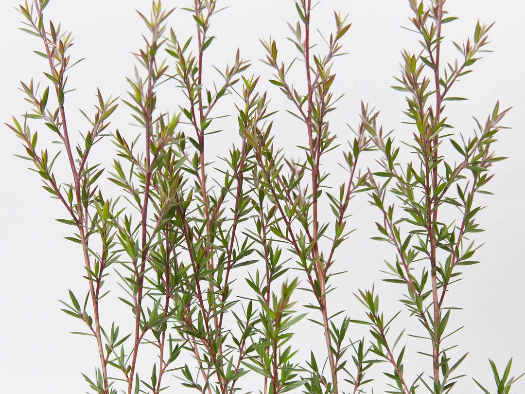 Shrubs Hedging Plants Leptospermum Scoparium Burgundy Queen 7 Shrubs Hedging Plants Leptospermum Scoparium Burgundy Queen