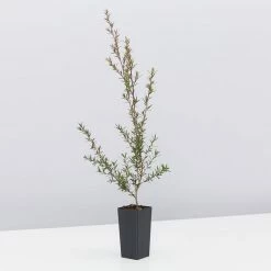 Shrubs Hedging Plants Leptospermum Scoparium Burgundy Queen 10 Shrubs Hedging Plants Leptospermum Scoparium Burgundy Queen