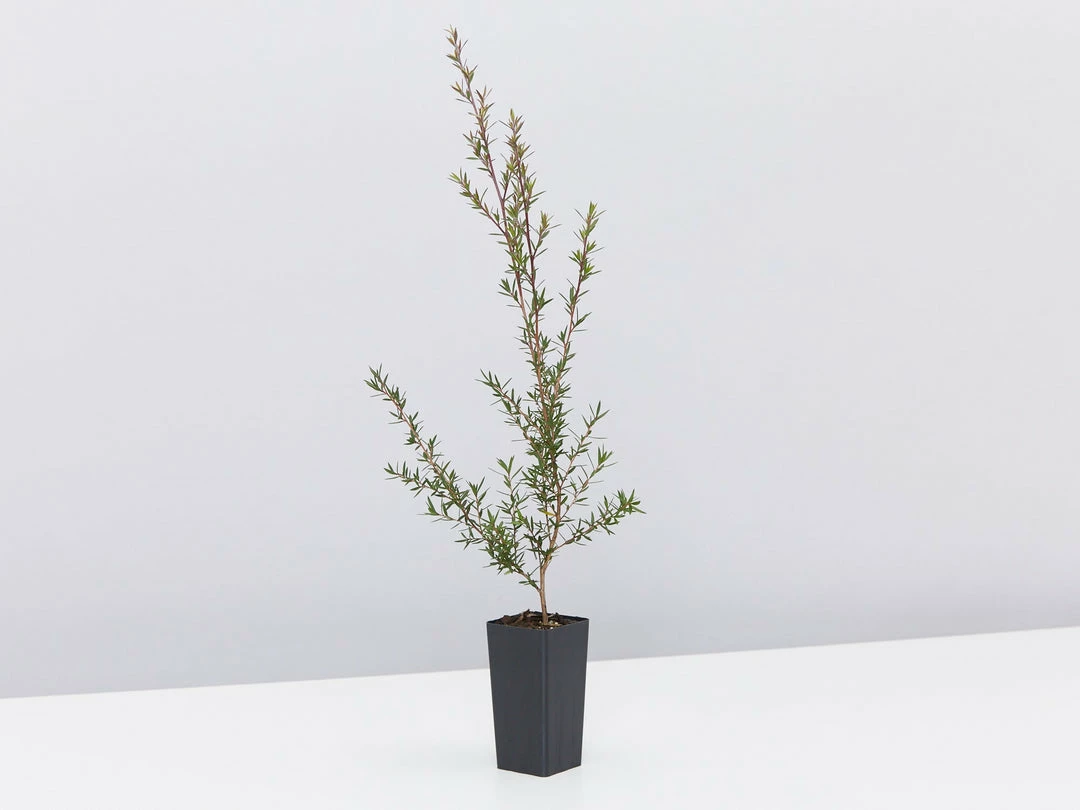 Shrubs Hedging Plants Leptospermum Scoparium Burgundy Queen 5 Shrubs Hedging Plants Leptospermum Scoparium Burgundy Queen