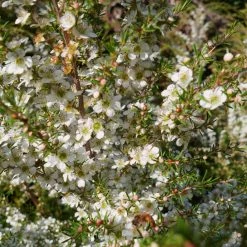 Shrubs Leptospermum Cardwell Hedging Plants