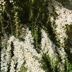 Shrubs Leptospermum Cardwell Hedging Plants