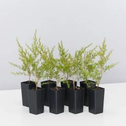 Shrubs Leptospermum Cardwell Hedging Plants