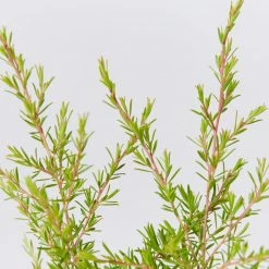 Shrubs Leptospermum Cardwell Hedging Plants