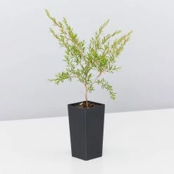 Shrubs Leptospermum Cardwell Hedging Plants