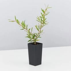 Shrubs The Edible Plants Pack 27 Shrubs The Edible Plants Pack