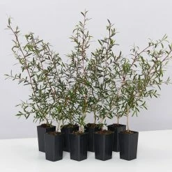 Shrubs Leptospermum Morrisonii