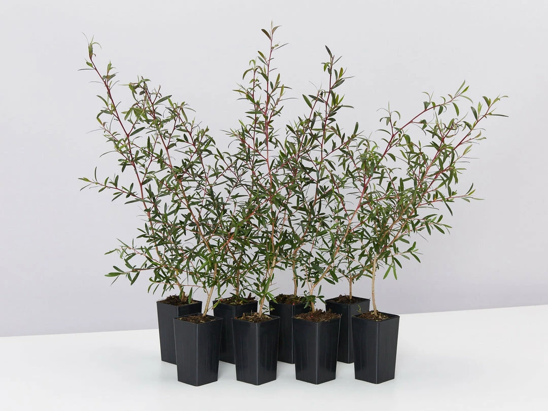 Shrubs Leptospermum Morrisonii 3 Shrubs Leptospermum Morrisonii