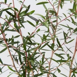 Shrubs Leptospermum Morrisonii