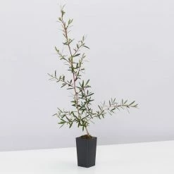 Shrubs Leptospermum Morrisonii 8 Shrubs Leptospermum Morrisonii