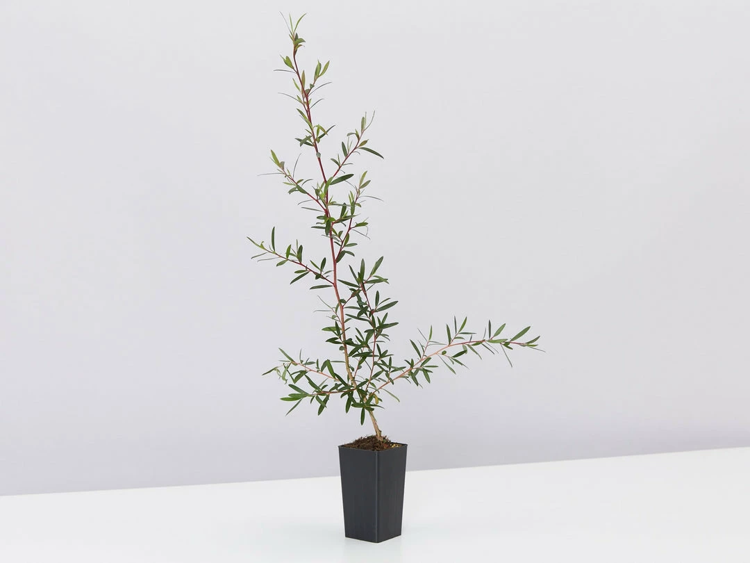 Shrubs Leptospermum Morrisonii 5 Shrubs Leptospermum Morrisonii