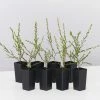 Shrubs Leptospermum Liversidgei Mozzie Blocker Hedging Plants