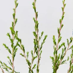 Shrubs Leptospermum Liversidgei Mozzie Blocker Hedging Plants