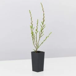 Shrubs Leptospermum Liversidgei Mozzie Blocker Hedging Plants