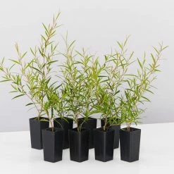 Shrubs Leptospermum Petersonii Lemon Hedge