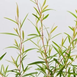 Shrubs Leptospermum Petersonii Lemon Hedge