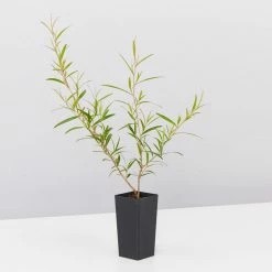 Shrubs Leptospermum Petersonii Lemon Hedge