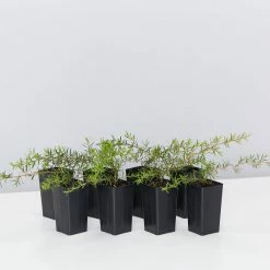 Shrubs Leptospermum Pink Cascade