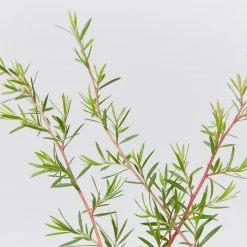 Shrubs Leptospermum Pink Cascade