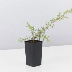 Shrubs Birds And Bees 🐝 Australian Native Plant Pack