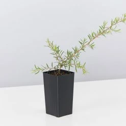 Shrubs Leptospermum Pink Cascade