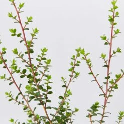 Shrubs Leptospermum Rotundifolium Lavender Queen