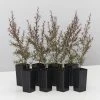 Shrubs Leptospermum Rubrum Nanum Hedging Plants