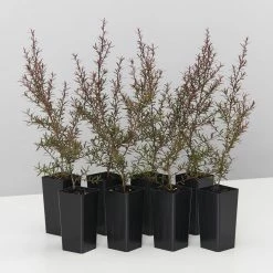 Shrubs Leptospermum Rubrum Nanum Hedging Plants