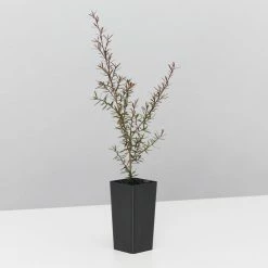 Shrubs Leptospermum Rubrum Nanum Hedging Plants