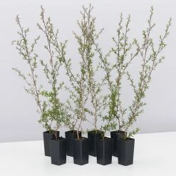 Shrubs Leptospermum Scoparium Ballerina Hedging Plants