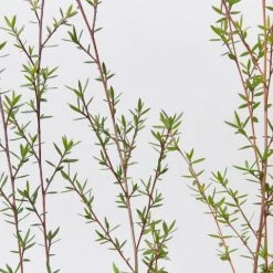 Shrubs Leptospermum Scoparium Ballerina Hedging Plants