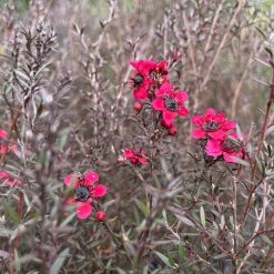 Shrubs Hedging Plants Leptospermum Scoparium Burgundy Queen